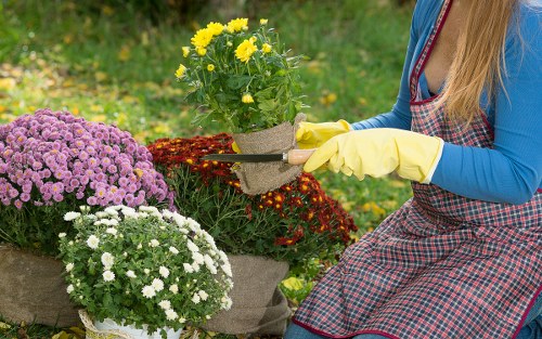 A gardener, wearing yellow rubber gloves and a blue long-sleeve top with a checkered apron, is tending to a variety of vibrant flowers in a well-maintained garden. The foreground features two large flower pots, one with yellow chrysanthemums and the other with white and purple flowering plants, arranged on a neatly trimmed lawn. Behind the gardener, dense greenery and a background of blurred trees and bushes create a lush outdoor environment. The garden area shows a combination of cultivated flower beds with rich soil and a smooth paved pathway or decorative gravel, indicating careful landscape design. The scene suggests a mild weather day, with natural light illuminating the colourful blooms and the healthy grass, supporting outdoor gardening services offered by Landscapers Ilford and indicating the high-quality garden maintenance typical in Essex postcode areas. The gardener appears focused on plant care, highlighting the importance of professional gardening and landscaping services in creating attractive outdoor spaces close to Ilford town.