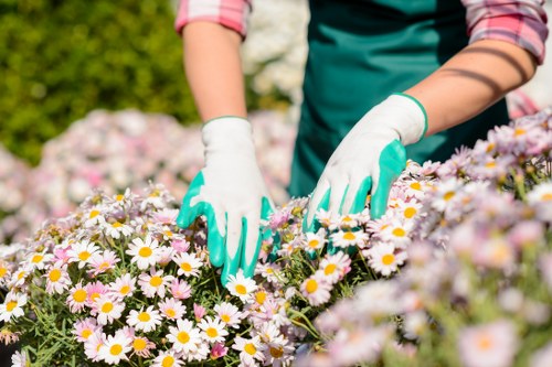 A close-up view of a gardener's hands wearing white gloves with turquoise cuffs, tending to a dense flower bed filled with numerous small daisy-like flowers featuring white petals and yellow centers. The gardener, dressed in a teal apron and pink-sleeved shirt, appears to be carefully working among the vibrant blooms. In the background, there are lush green bushes and trees, suggesting a well-maintained garden in a residential outdoor space within Ilford, with natural daylight and mild weather conditions enhancing the scene. The garden layout includes a front or backyard with a mix of lawn, flower beds, and possibly paved pathways, reflecting professional outdoor maintenance typical of local gardening and landscaping services from Landscapers Ilford, focused on planting and garden care to enhance property aesthetics and outdoor usability.