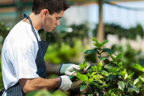 A young male gardener in a white t-shirt, wearing a dark striped apron and white gardening gloves, is tending to a lush green shrub in a well-maintained outdoor garden. The garden features a neatly trimmed lawn in the foreground, with dense, vibrant foliage and a variety of plantings, including broad-leaved shrubs and small hedges. In the background, there are taller trees and a greenhouse structure with a transparent roof, allowing natural light to filter through. The scene appears to be set on a mild, partly sunny day, typical of early autumn or late spring weather, with diffused sunlight illuminating the garden and highlighting the natural tones of the plants. The gardener is carefully inspecting or pruning the shrub, demonstrating attention to detail and professional care. This setting reflects a typical landscaped outdoor space in Ilford or nearby areas, showcasing the importance of quality garden maintenance supported by local landscaping services such as Landscapers Ilford. The environment emphasizes lush greenery, healthy plant growth, and a clean, organized garden layout, suitable for professional gardening and lawn care interventions.