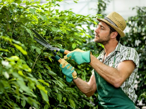 A man wearing a straw hat, green gardening gloves, and casual clothing is trimming a dense hedge with a pair of pruning shears in a private garden. The garden features a well-maintained lawn with lush, green grass in the foreground and a variety of shrubs and potted plants along the borders. Behind him, there is a backdrop of mature trees and a clear, bright sky, indicating a sunny day. The hedge is thick and healthy, with dark green foliage, and the surrounding garden appears tidy and professionally maintained. This scene reflects typical outdoor landscaping work suited to enhancing domestic gardens in Ilford, with a focus on regular trimming, plant care, and general garden upkeep, supporting the services provided by Landscapers Ilford in the gardening category. The overall environment is peaceful, well-lit, and showcases a carefully managed outdoor space suitable for garden landscaping and maintenance tasks.