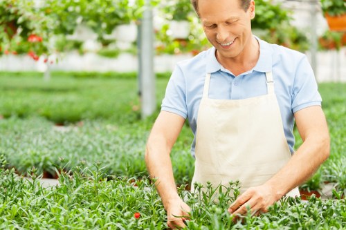 A smiling man wearing a light blue shirt and a beige apron is working in a well-maintained garden, surrounded by lush green plants, including rows of small leafy shrubs or vegetables. The garden features a combination of smooth grass pathways and neatly arranged flower beds with flowering plants, possibly roses or similar varieties, visible in the background. There are wooden or stone borders delineating different sections of the garden, and the environment appears bright and sunny, suggesting fair weather. The scene is set in a landscaped outdoor space that could be part of a residential garden or a professional garden maintained by specialists such as Landscapers Ilford, serving the local Ilford area. The overall impression is of a tidy, vibrant, and thriving garden area, indicative of regular gardening care, pruning, and landscape management services aimed at enhancing outdoor spaces in the local community.