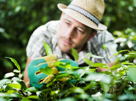A close-up of a man wearing a straw hat and gardening gloves, carefully tending to a hedge or shrub in a well-maintained garden. The background features blurred greenery with a variety of plant leaves, indicating a lush outdoor setting. The scene suggests outdoor gardening work, possibly pruning or inspecting the plants, with natural light illuminating the scene, highlighting the vibrant green foliage. The garden appears to be part of a residential or landscaped outdoor space, showcasing healthy, dense foliage and a tidy arrangement of plants. This image aligns with gardening services such as hedge trimming, shrub care, and garden maintenance provided by specialists like Landscapers Ilford, supporting local outdoor gardening projects in the Ilford area with attention to detail and professional care.