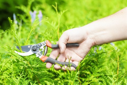 A close-up view of a person's hand using a pair of garden secateurs to trim a green fern in a well-maintained outdoor garden space, with lush foliage and other plants visible in the background. The garden features a variety of vibrant green plants, including ferns and possibly some flowering plants, with natural light illuminating the scene, reflecting typical outdoor gardening activities near Ilford. The image represents outdoor gardening work relevant to lawn care, pruning, and landscape maintenance services offered by Landscapers Ilford, situated in Essex close to the IG postcode area, focusing on detailed plant care and garden upkeep.